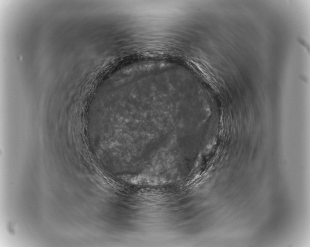 X0000095550817200712281604