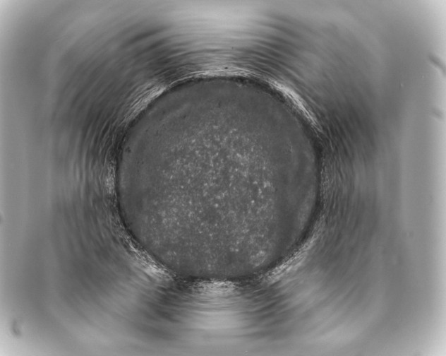 X0000095550833200712281604