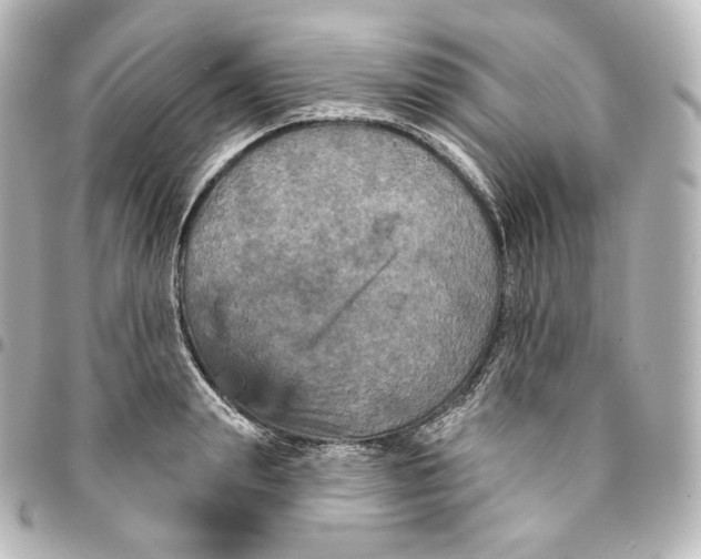 X0000095550847200712281604