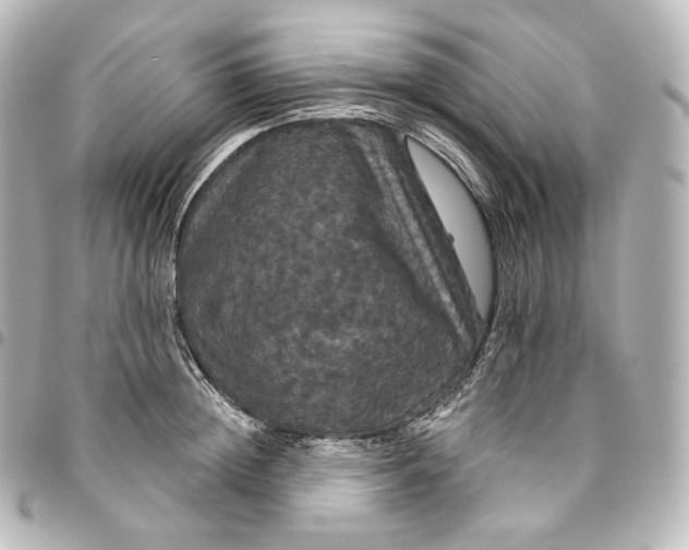 X0000095550852200712281605