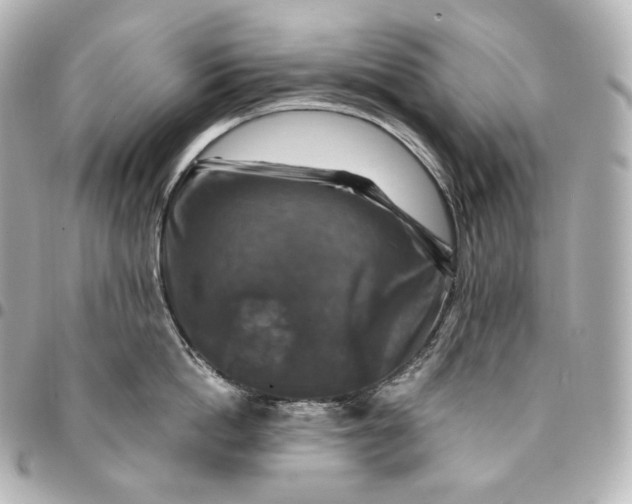 X0000095550862200712281605