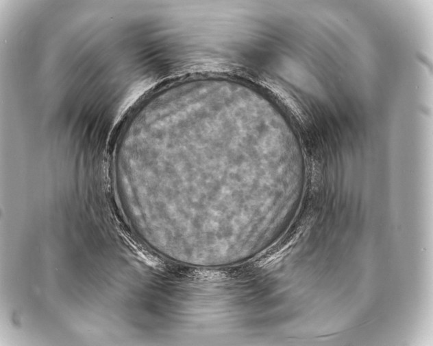 X0000095550878200712281604