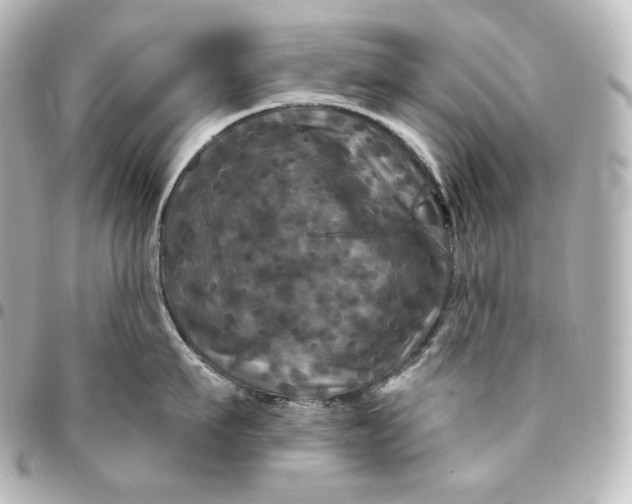 X0000095550911200712281603