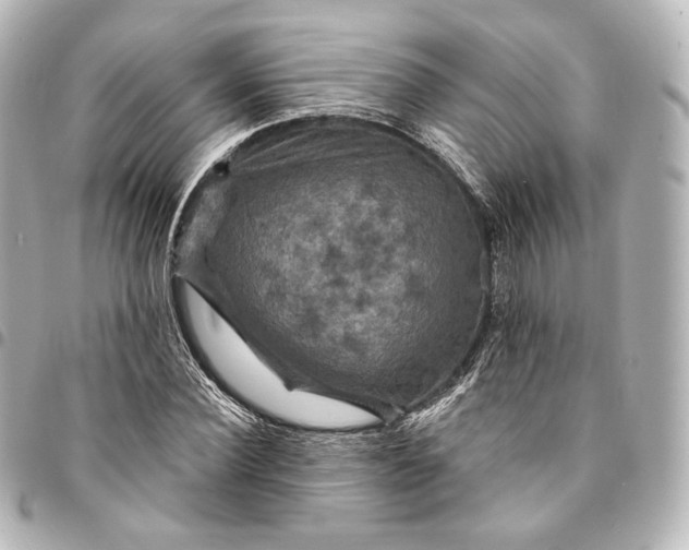 X0000095550924200712281603