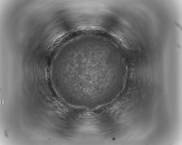 X0000095550966200712281602