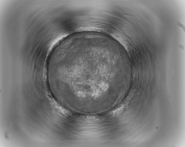 X0000095550979200712281602