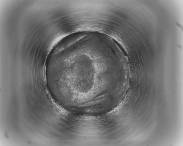 X0000095551030200712281601