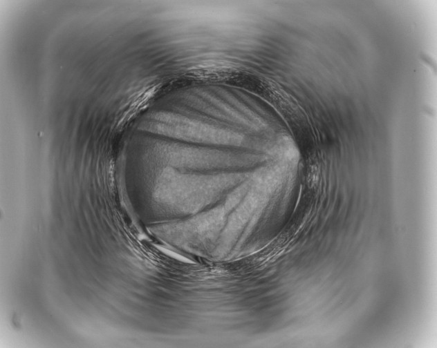 X0000095551108200712281600