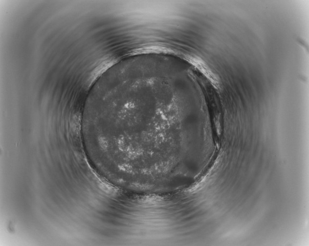 X0000095551233200712281559