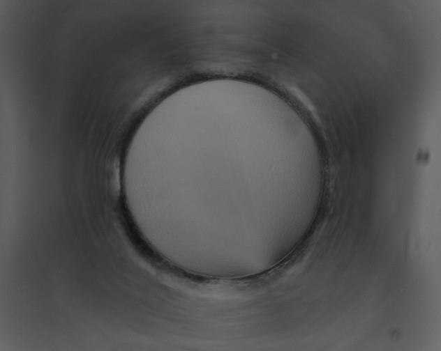 X0000095550020200801041341