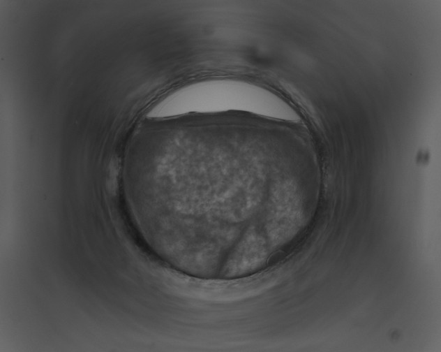 X0000095550026200801041341