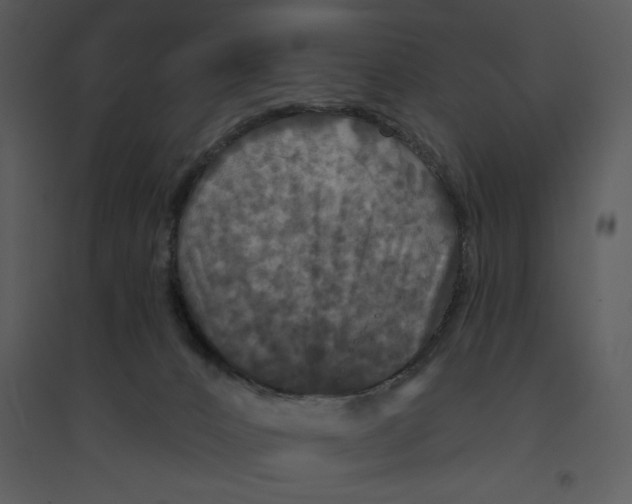 X0000095550032200801041341