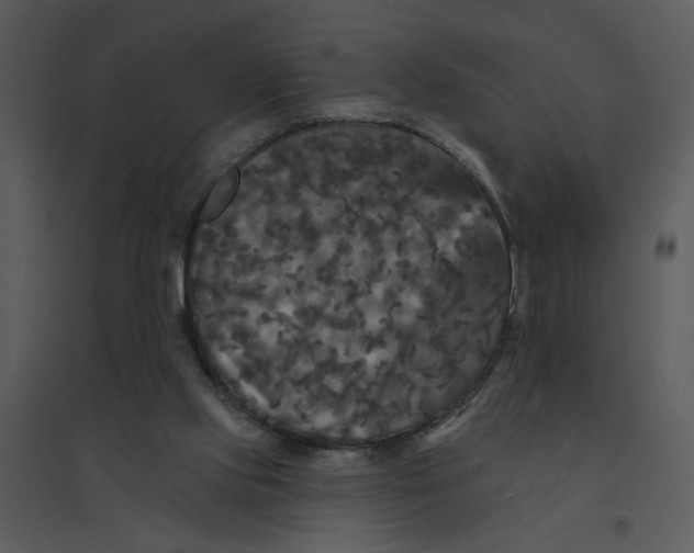 X0000095550061200801041340