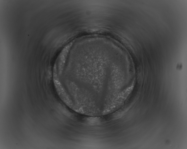 X0000095550085200801041340