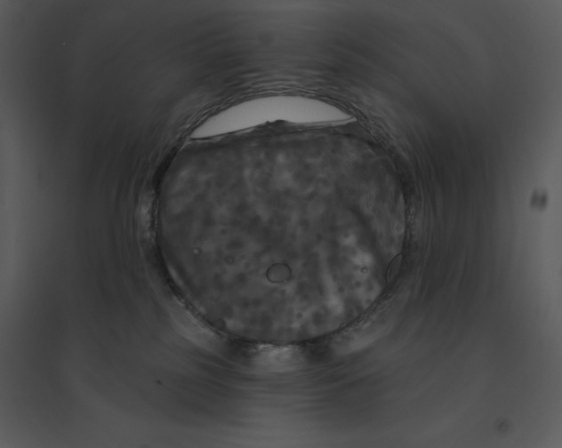 X0000095550185200801041339