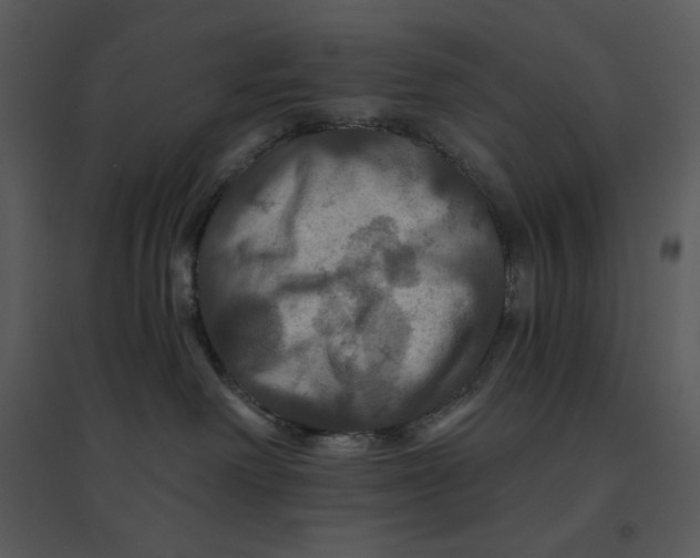 X0000095550238200801041338