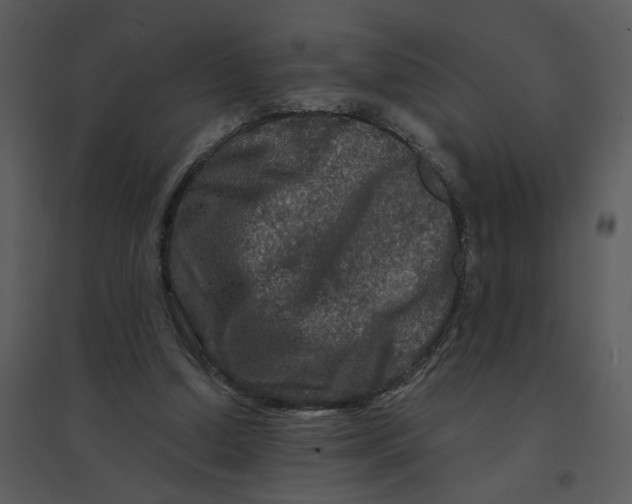 X0000095550250200801041337