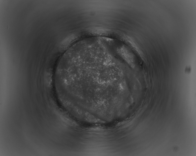 X0000095550259200801041337