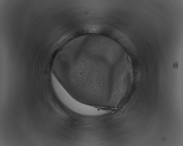 X0000095550262200801041337