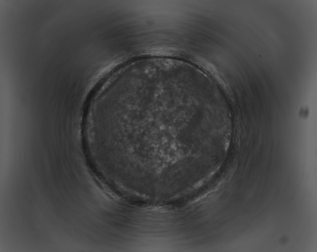 X0000095550299200801041337