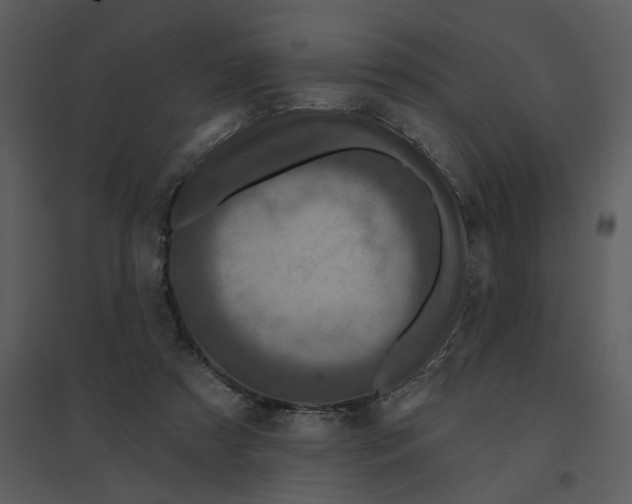 X0000095550305200801041337