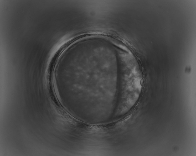 X0000095550343200801041336