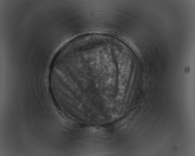 X0000095550346200801041336