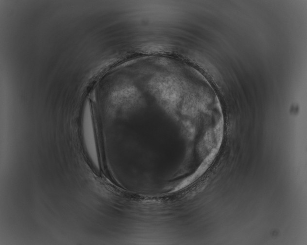 X0000095550353200801041336