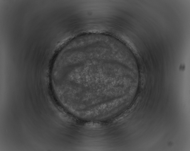 X0000095550354200801041336