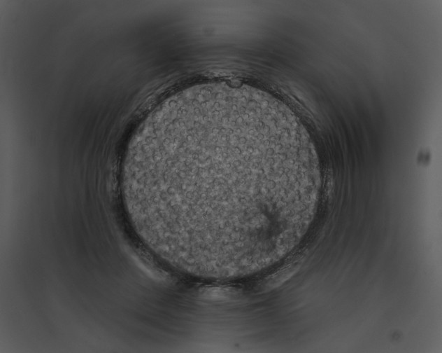 X0000095550408200801041335