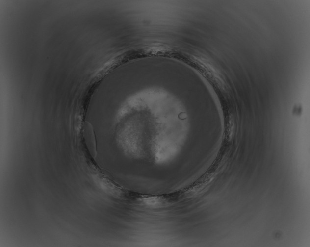 X0000095550417200801041335