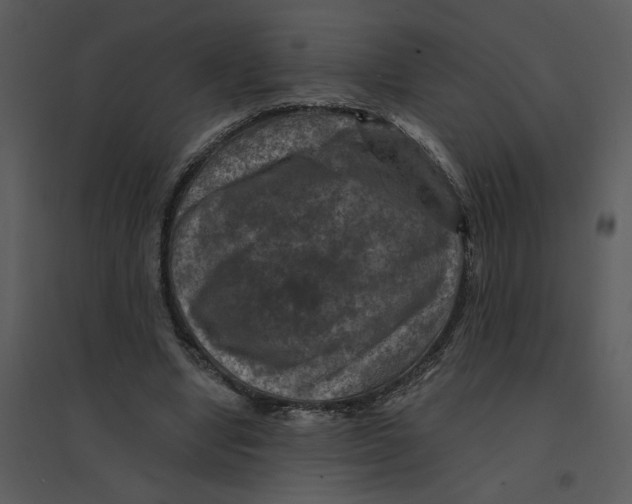 X0000095550442200801041334