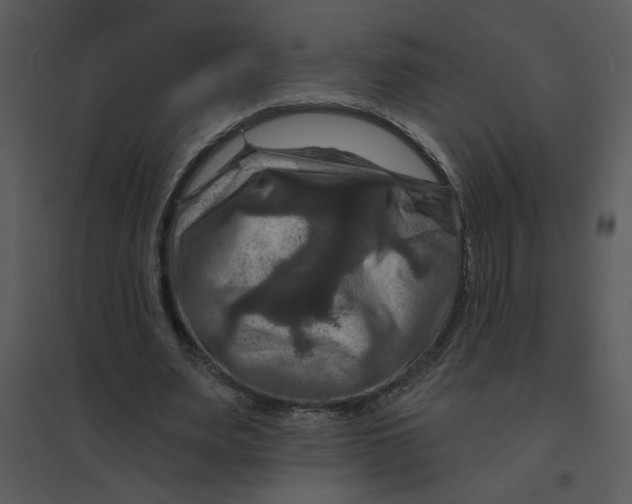 X0000095550487200801041334