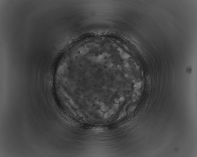 X0000095550499200801041334