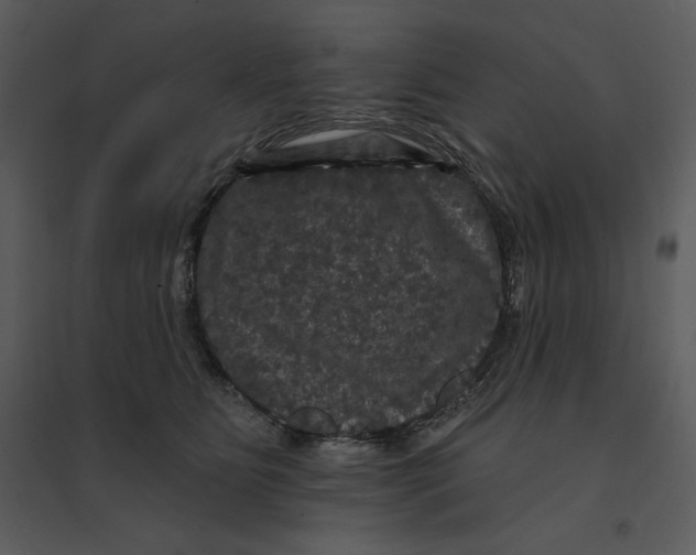 X0000095550515200801041334