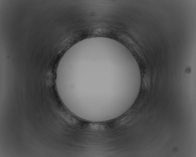 X0000095550520200801041333