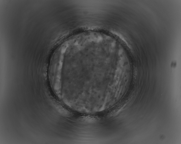 X0000095550545200801041333