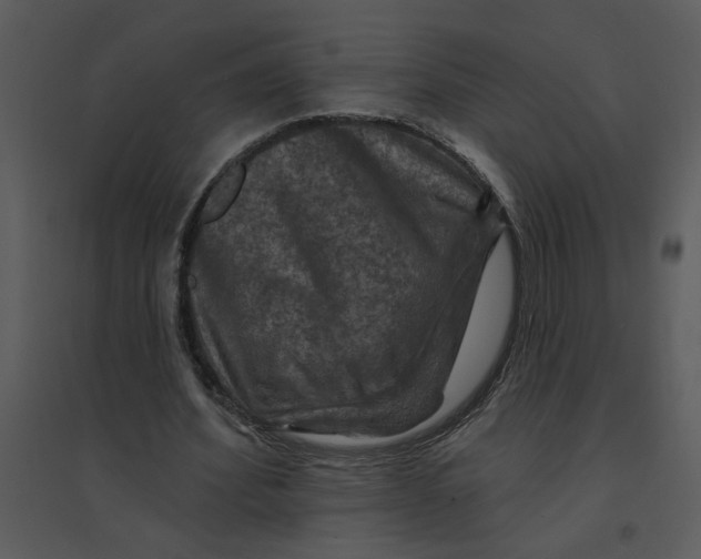 X0000095550580200801041333