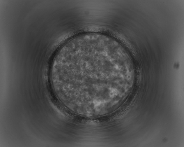 X0000095550683200801041331