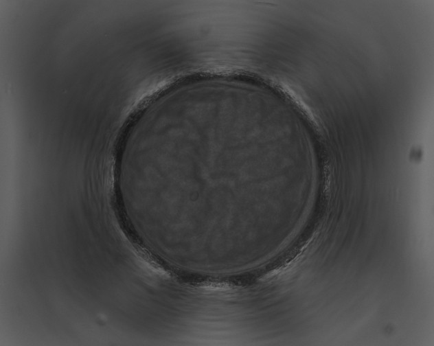 X0000095550685200801041331