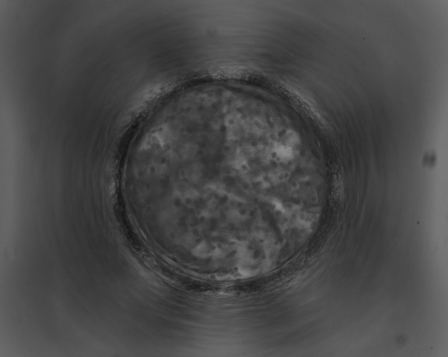 X0000095550687200801041331