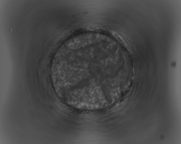 X0000095550817200801041329