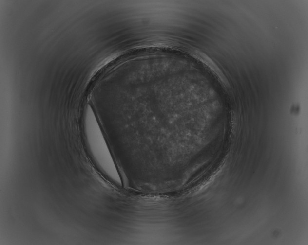 X0000095550826200801041329