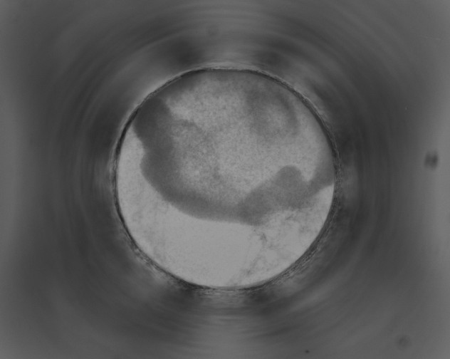 X0000095550856200801041329