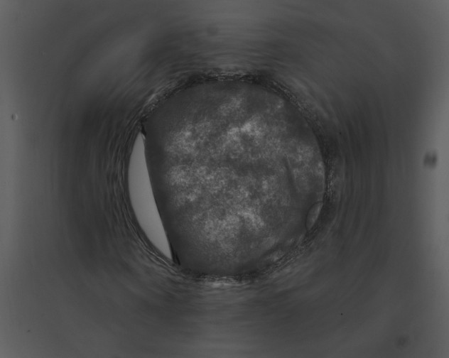 X0000095550866200801041329