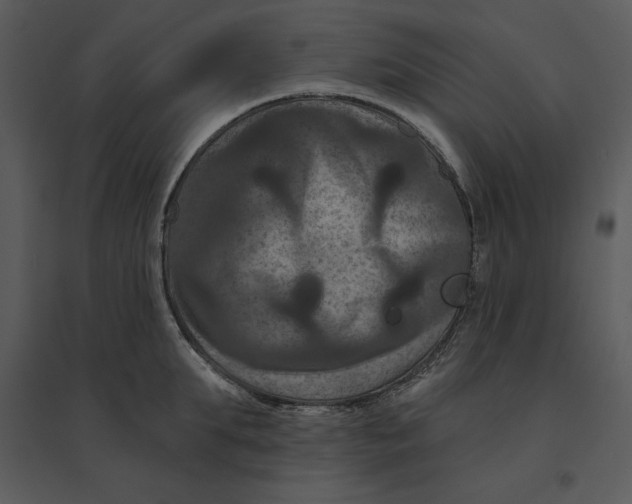 X0000095550903200801041328