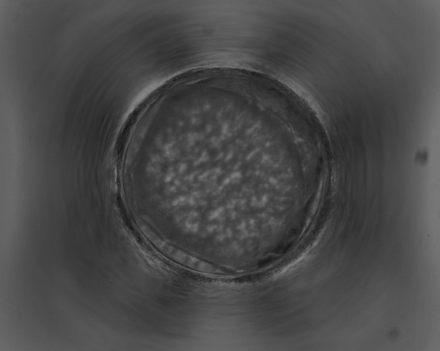 X0000095550925200801041328