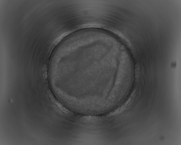 X0000095550929200801041328