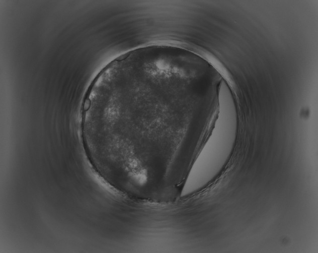 X0000095550955200801041328