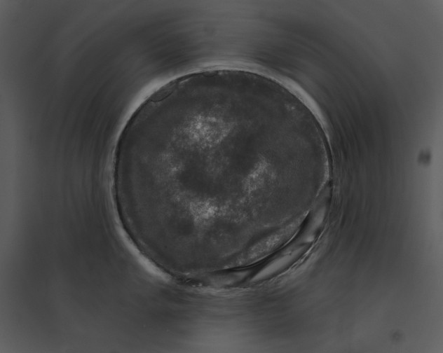 X0000095551005200801041327